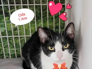 Gato raça SRD-ViraLata idade 1 ano nome Cida
