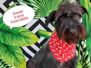 Cachorro raça SRD-ViraLata idade 2 anos nome Grande