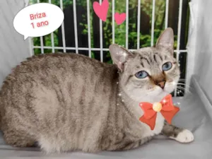 Gato raça SRD-ViraLata idade 1 ano nome Briza