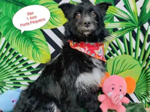 Cachorro raça SRD-ViraLata idade 1 ano nome Rex