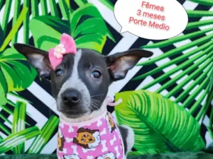 Cachorro raça SRD-ViraLata idade 2 a 6 meses nome Cibele