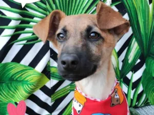 Cachorro raça SRD-ViraLata idade 2 a 6 meses nome Nicolas caramelo