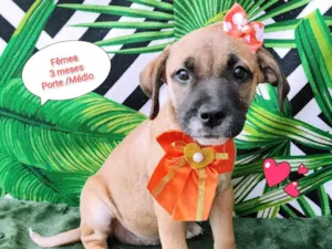 Cachorro raça SRD-ViraLata idade 2 a 6 meses nome Vitoria 
