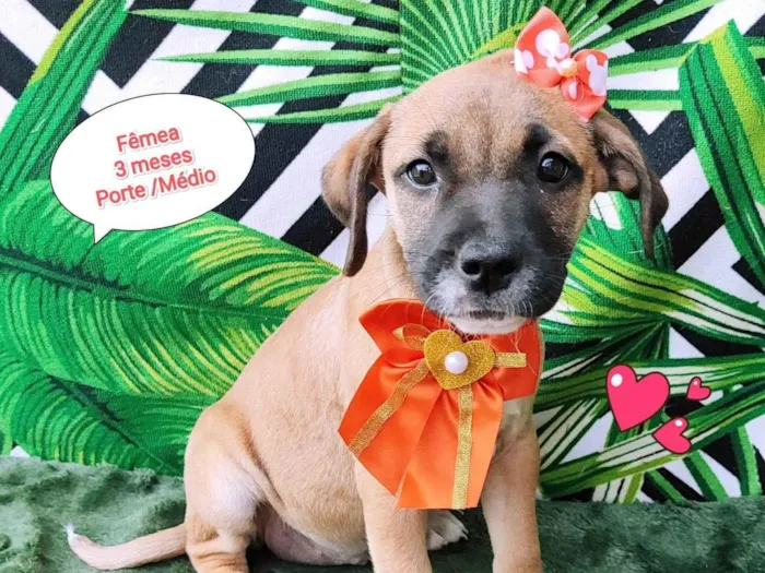 Cachorro raça SRD-ViraLata idade 2 a 6 meses nome Vitoria 