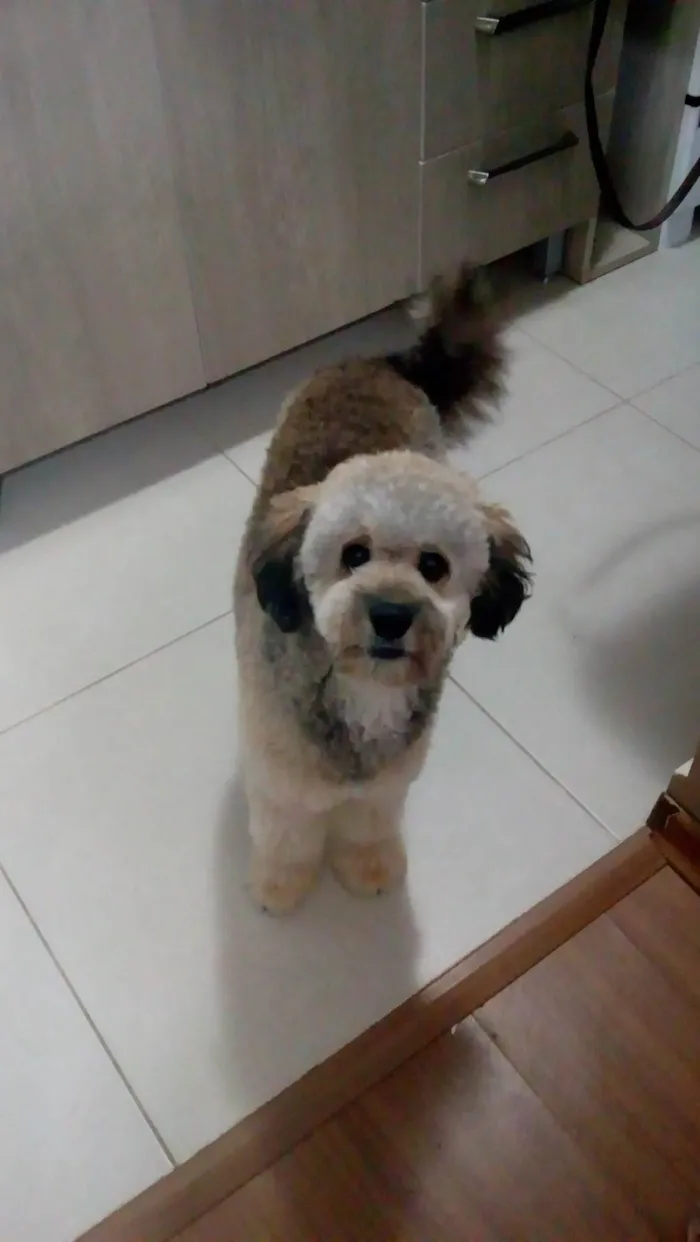 Cachorro ra a Poodle idade 5 anos nome Morfeu