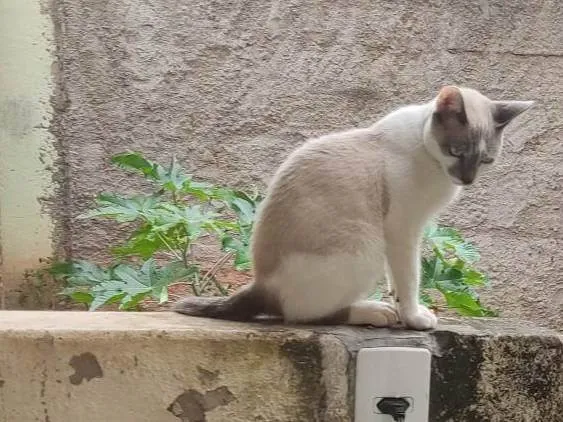 Gato ra a Não sei  idade 7 a 11 meses nome Rafael 