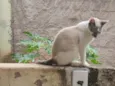 Rafael