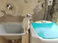 Rafael