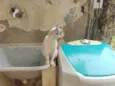 Rafael