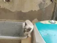 Rafael