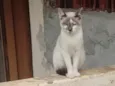 Rafael