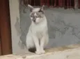 Rafael