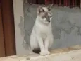 Rafael