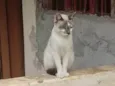 Rafael