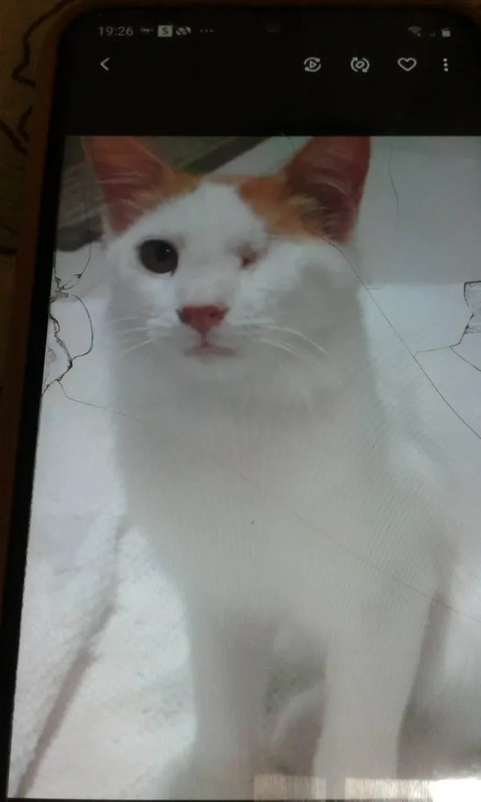 Gato ra a Srd idade 2 a 6 meses nome Migui