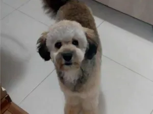 Cachorro raça Poodle idade 5 anos nome Morfeu