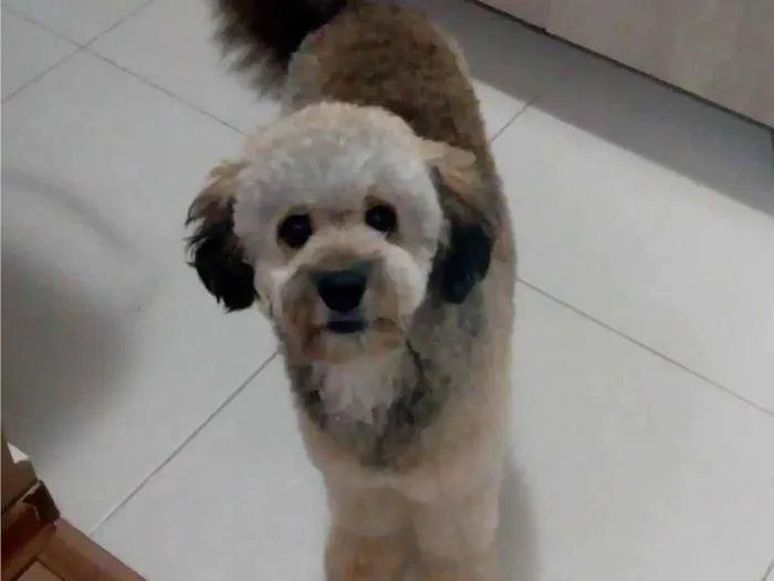 Cachorro ra a Poodle idade 5 anos nome Morfeu