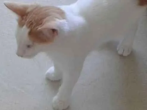 Gato ra a Srd idade 2 a 6 meses nome Migui