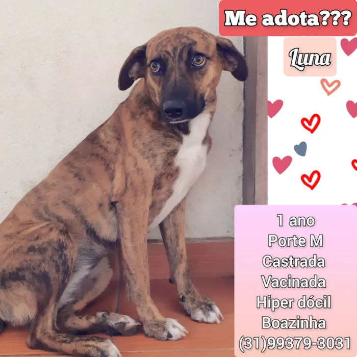 Cachorro raça SRD-ViraLata idade 1 ano nome Luna