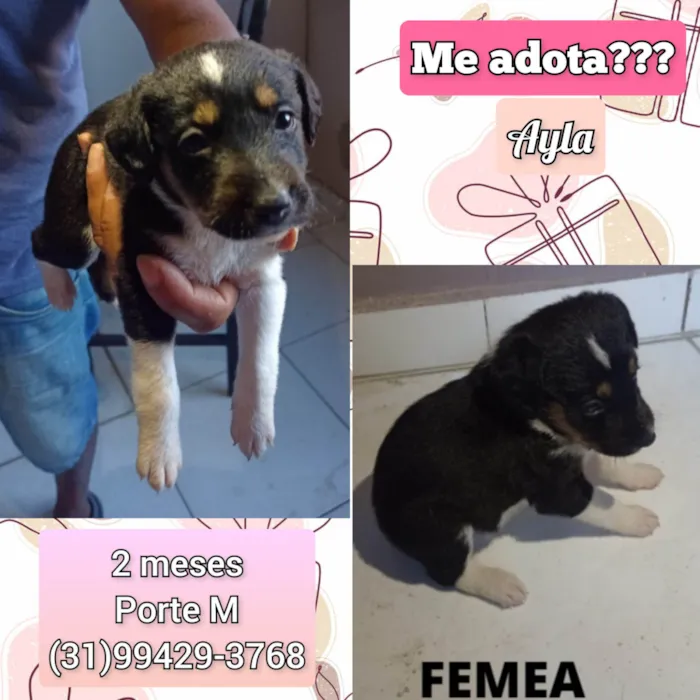 Cachorro raça SRD-ViraLata idade 2 a 6 meses nome Ayla