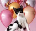 Rabinho bebê 7meses