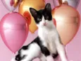 Rabinho bebê 7meses
