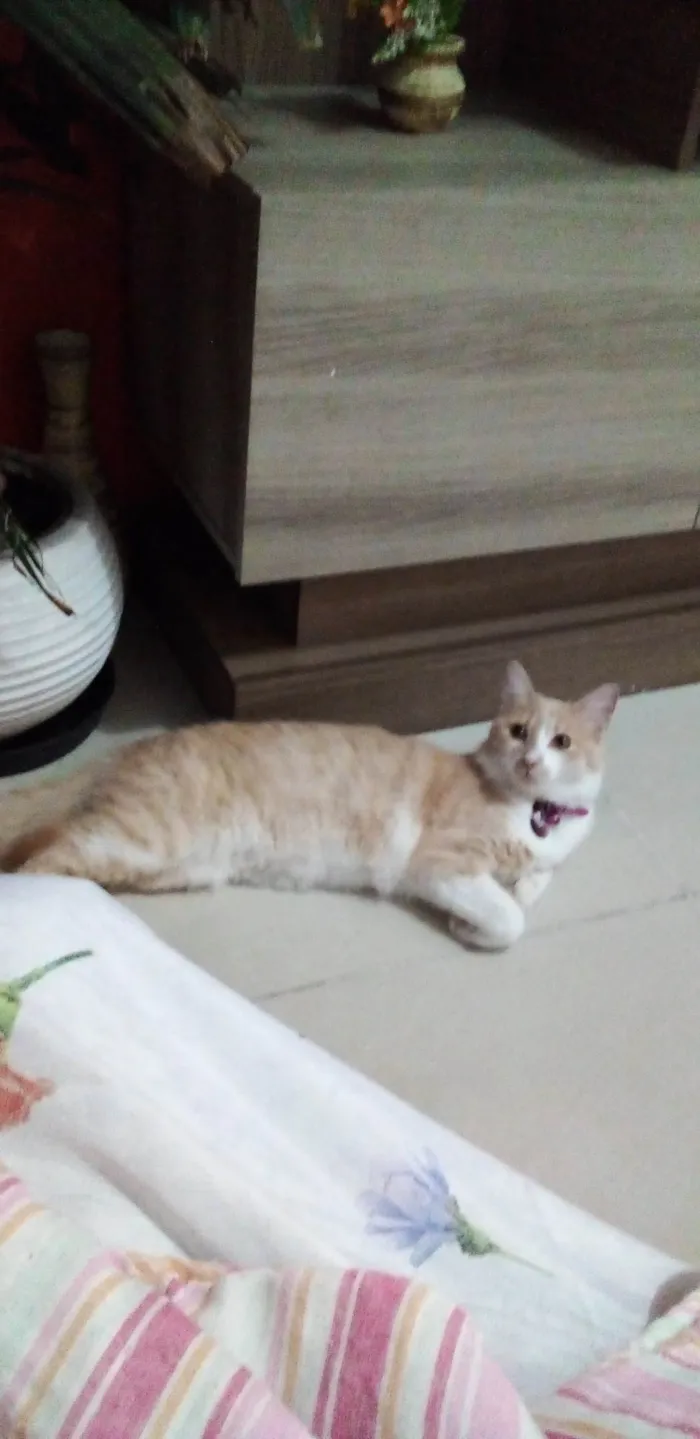 Gato ra a SRD-ViraLata idade 2 anos nome Babi