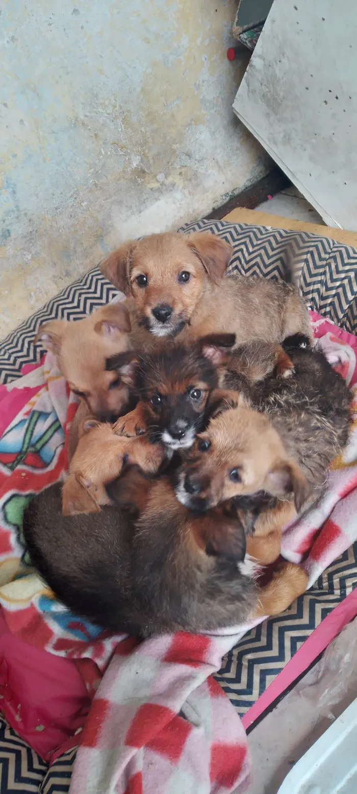 Cachorro ra a Preto  idade 2 a 6 meses nome Abandonados 