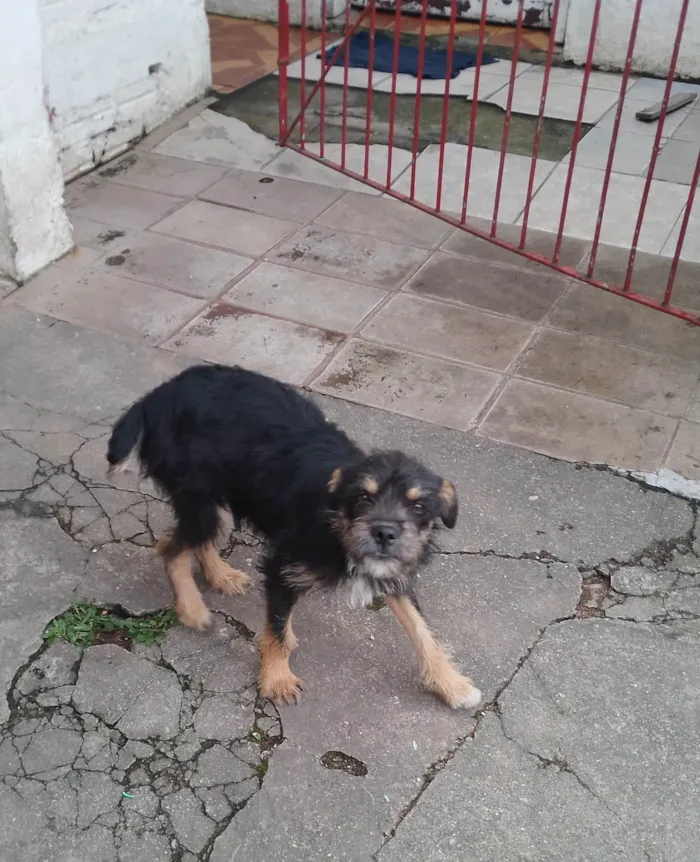 Cachorro ra a Preto  idade 2 a 6 meses nome Abandonados 