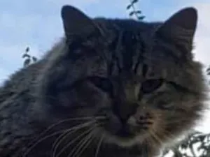 Gato raça Angorá idade  nome PELUDIM