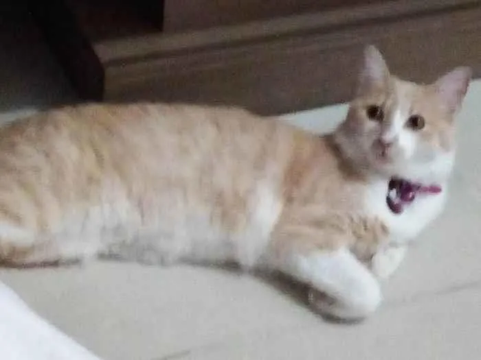 Gato ra a SRD-ViraLata idade 2 anos nome Babi