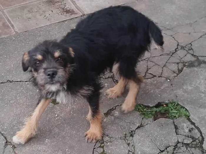 Cachorro ra a Preto  idade 2 a 6 meses nome Abandonados 