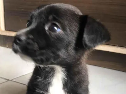 Cachorro raça Shnauzer e vira lata idade  nome juju, belinha 