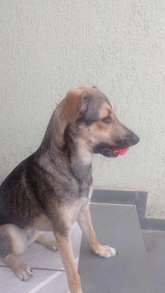 Cachorro ra a SRD-ViraLata idade 7 a 11 meses nome Lua