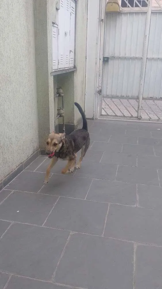 Cachorro ra a SRD-ViraLata idade 7 a 11 meses nome Lua