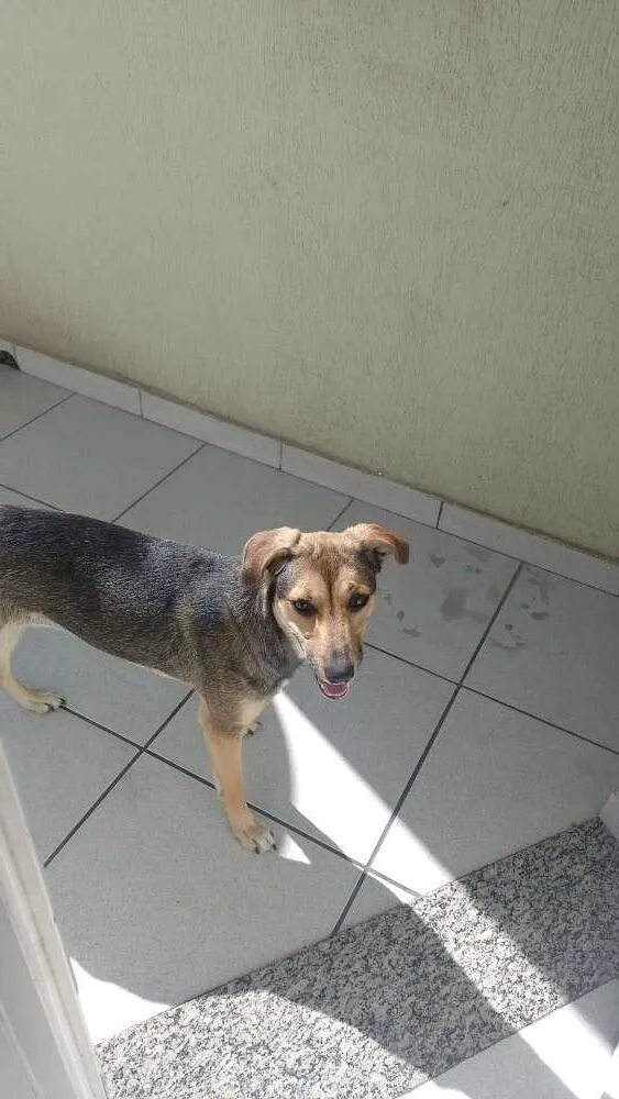 Cachorro ra a SRD-ViraLata idade 7 a 11 meses nome Lua