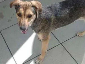 Cachorro raça SRD-ViraLata idade 7 a 11 meses nome Lua