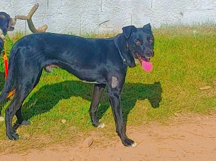 Cachorro raça Srd idade 1 ano nome THOR