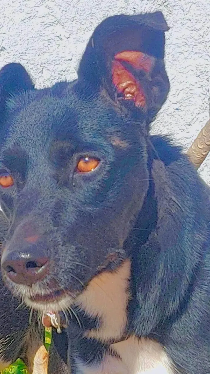 Cachorro raça Srd idade 1 ano nome THOR