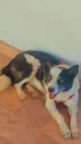 Cachorro raça Srd idade 3 anos nome KIARA