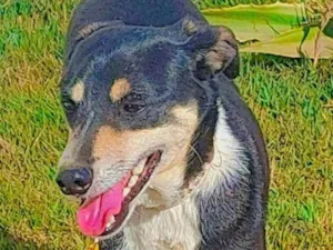 Cachorro raça Srd idade 5 anos nome FRED