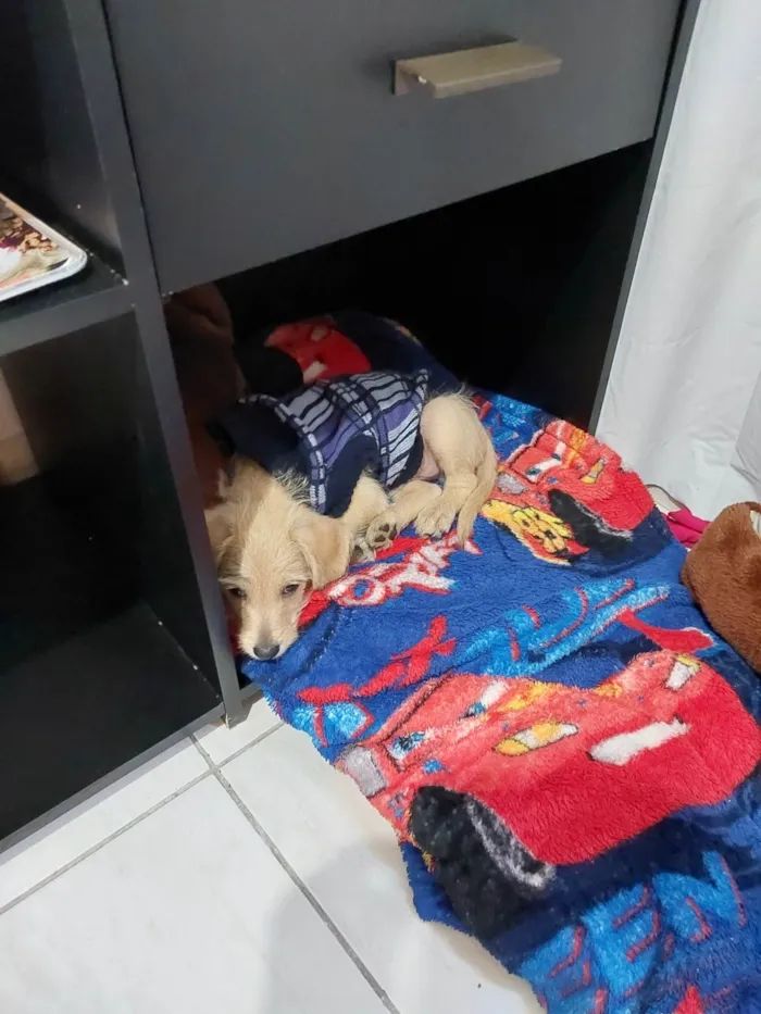 Cachorro raça Poodle idade Abaixo de 2 meses nome Jorge