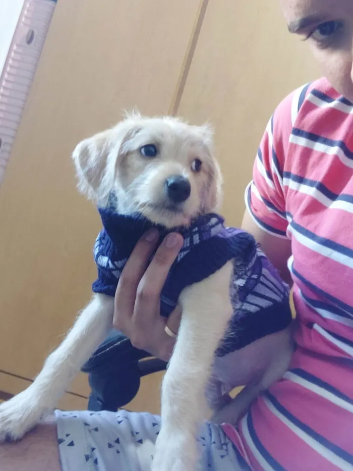 Cachorro raça Poodle idade Abaixo de 2 meses nome Jorge