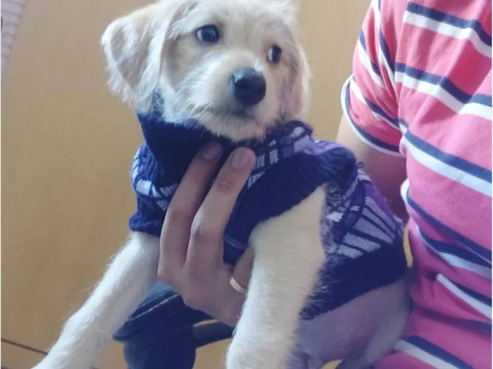 Cachorro raça Poodle idade Abaixo de 2 meses nome Jorge