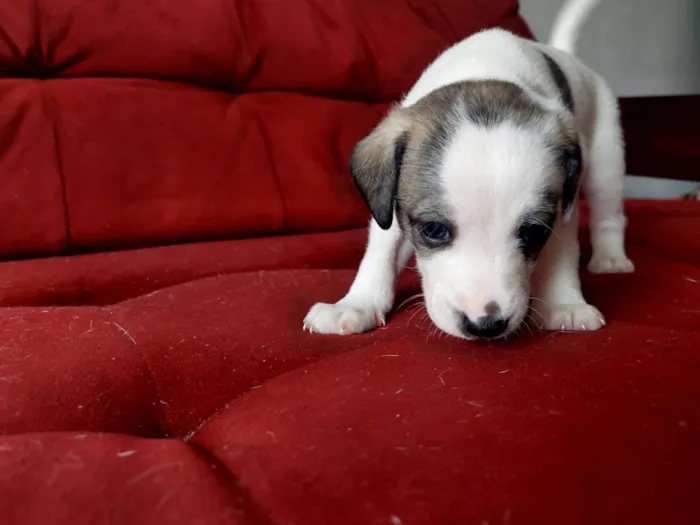 Cachorro raça  idade Abaixo de 2 meses nome Thoth