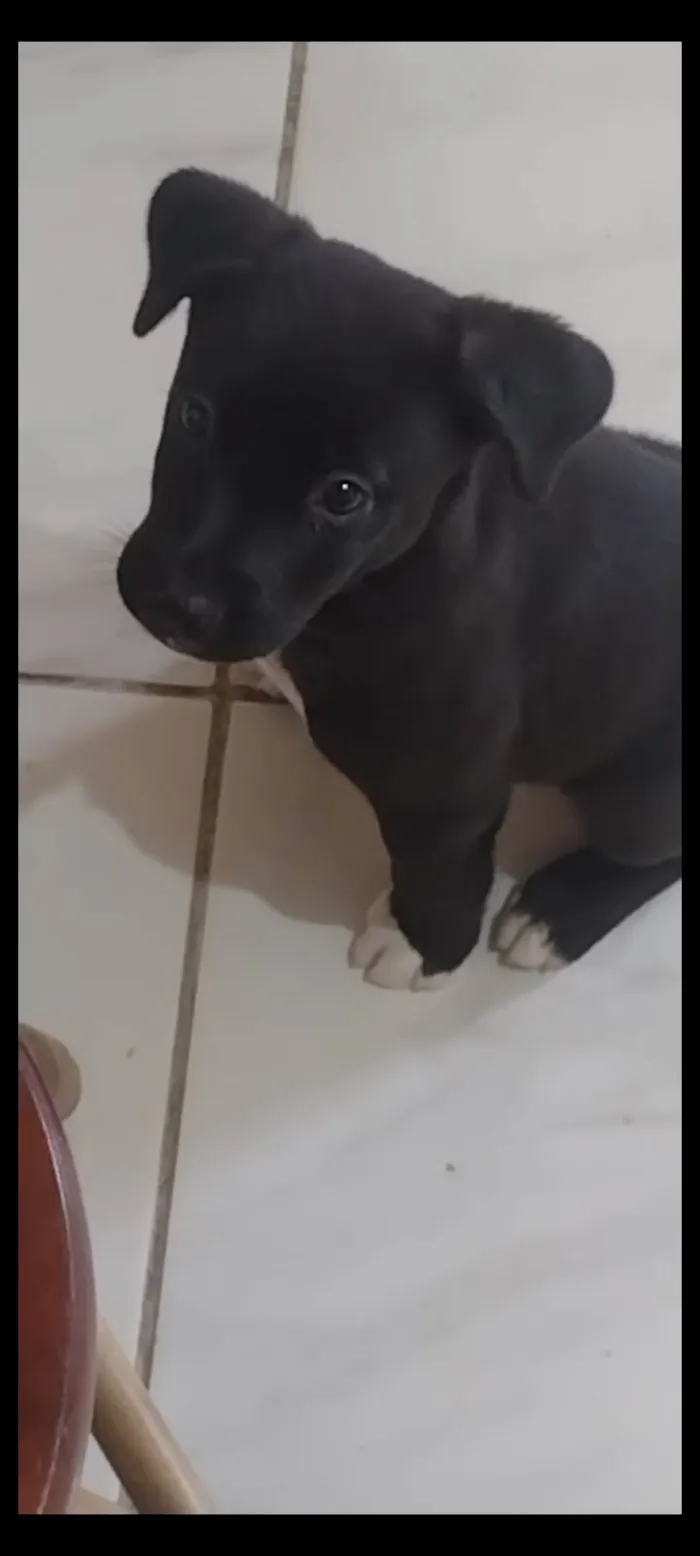 Cachorro raça SRD idade 2 a 6 meses nome Amora 