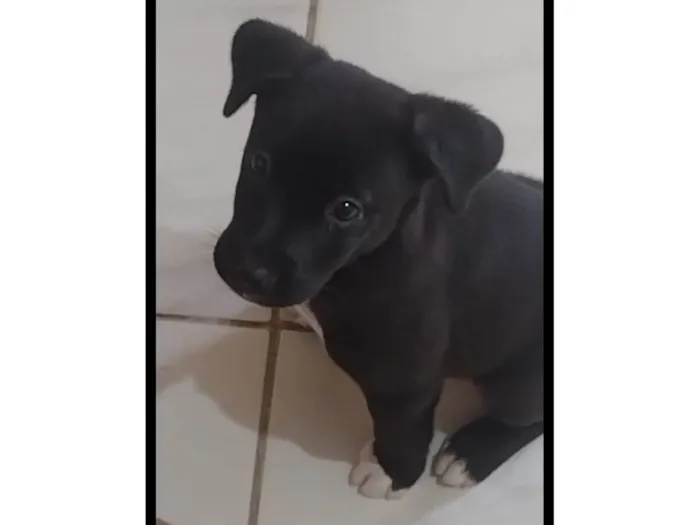 Cachorro raça SRD idade 2 a 6 meses nome Amora 