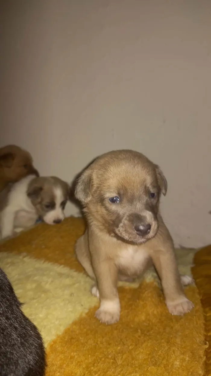 Cachorro ra a Viralata idade Abaixo de 2 meses nome Ursinha e Simba 