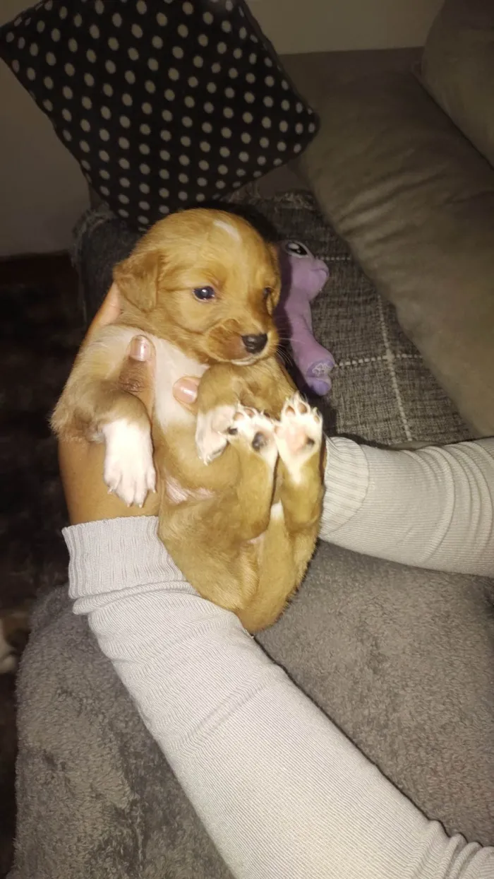 Cachorro ra a Viralata idade Abaixo de 2 meses nome Ursinha e Simba 