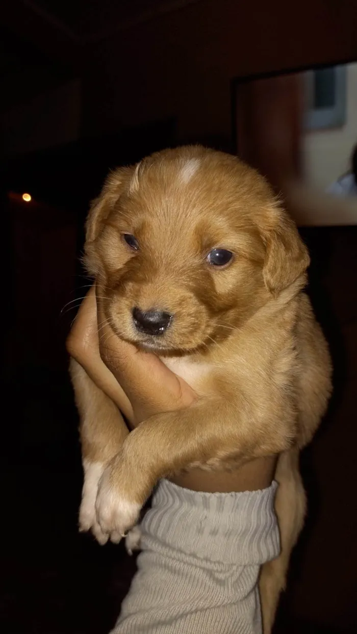 Cachorro ra a Viralata idade Abaixo de 2 meses nome Ursinha e Simba 